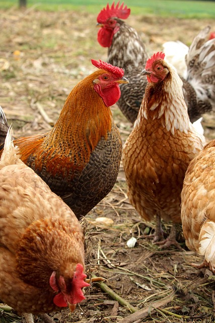 chickens, roosters, farm, bird, animal, poultry, nature, hen, fowl, chicken, rooster, brown farm, brown chicken